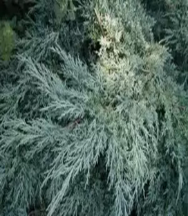      Juniperus media Hetzii